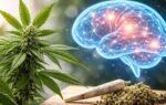 Can Cannabis Kill Brain Cells The Truth You Need to Know