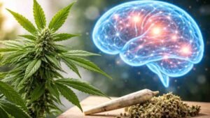 Can Cannabis Kill Brain Cells The Truth You Need to Know