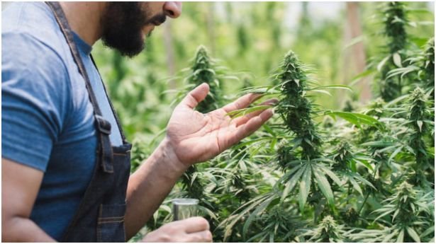 What Are Luxury Cannabis Retreats?