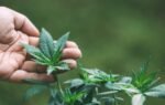 The Role of Terpenes in Cannabis - Unlocking the Secrets
