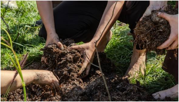 Improve Soil and Drainage Conditions